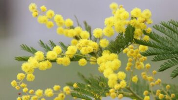 Pourquoi la mimosa offerte le 8 mars n'est pas une vraie Mimosa 22 Immagine