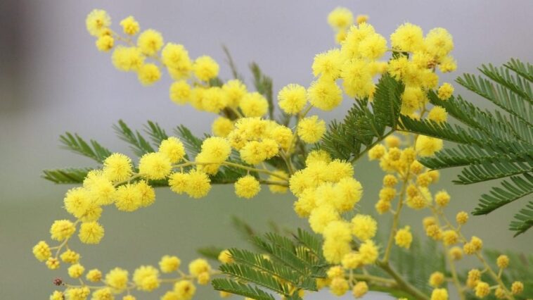 Pourquoi la mimosa offerte le 8 mars n'est pas une vraie Mimosa 1 Immagine