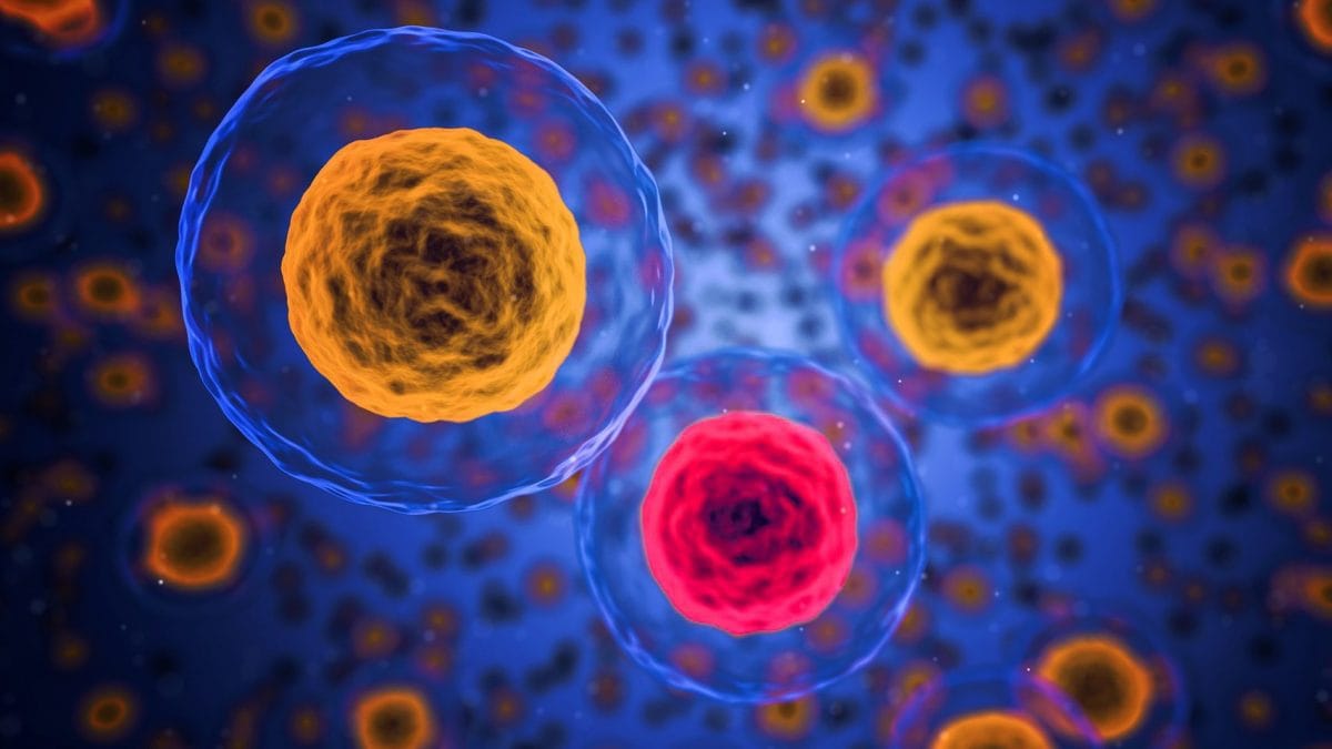 Médicament cardiaque : il prévient les métastases du cancer en dissolvant les groupes de cellules tumorales 94 Immagine