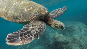 Quels sont les effets de l'intoxication alimentaire causée par la consommation de viande de tortue 24 Image