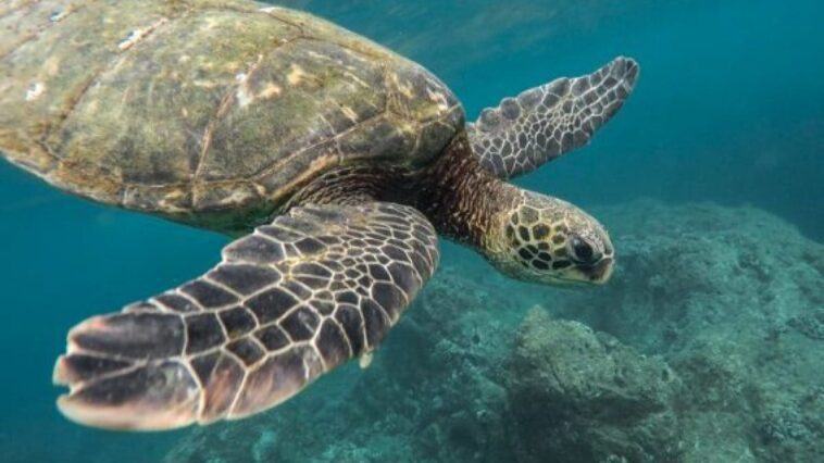 Quels sont les effets de l'intoxication alimentaire causée par la consommation de viande de tortue 1 Image