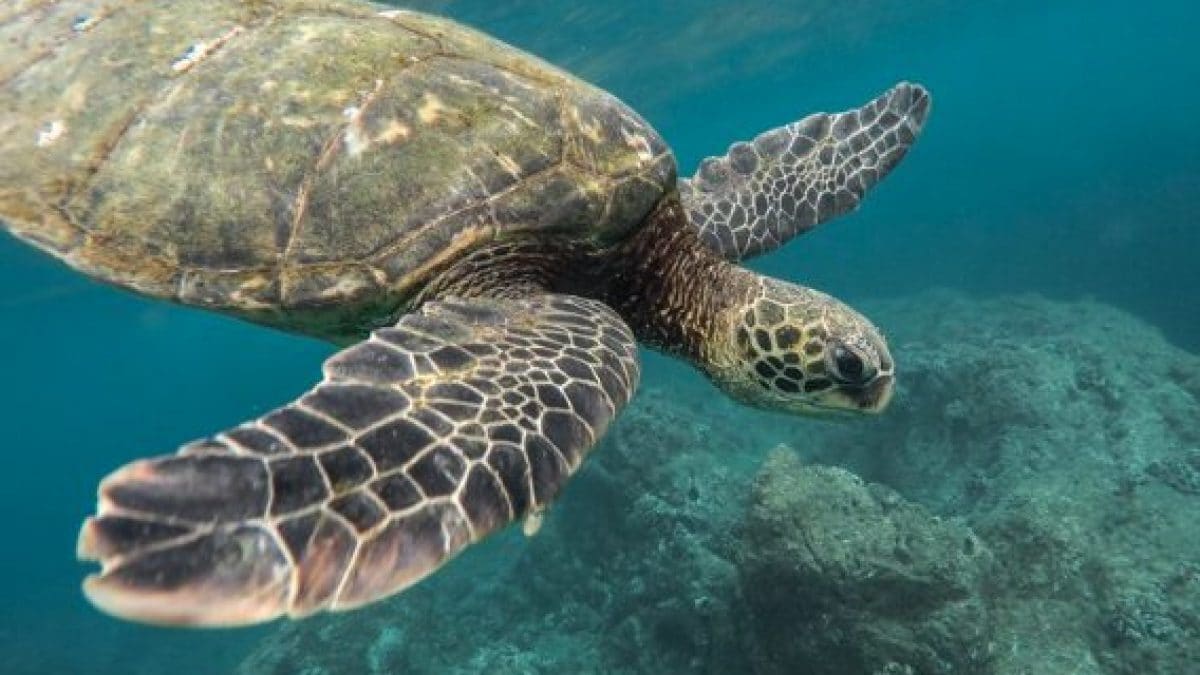 Quels sont les effets de l'intoxication alimentaire causée par la consommation de viande de tortue 2 Image