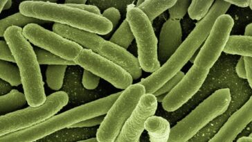 Qu'est-ce que l'Escherichia coli : symptômes, complications et traitement de l'infection causée par la bactérie 27 Micrografia elettronica a scansione di Escherichia coli. Credit: Rocky Mountain Laboratories / NIAID / Pixabay