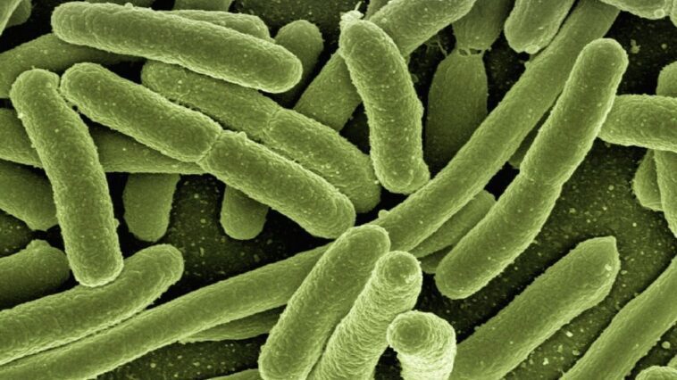 Qu'est-ce que l'Escherichia coli : symptômes, complications et traitement de l'infection causée par la bactérie 1 Micrografia elettronica a scansione di Escherichia coli. Credit: Rocky Mountain Laboratories / NIAID / Pixabay