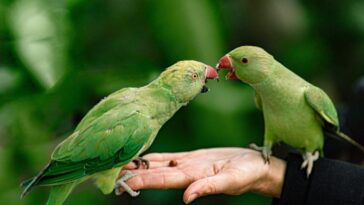 Qu'est-ce que la psittacose, la maladie des perroquets transmissible à l'homme. OMS : "Elle a tué 5 personnes" 24 La psittacose est une maladie transmise aux humains par certains oiseaux, principalement des perroquets, des perruches ou des inséparables porteurs de la bactérie C. psittaci : elle provoque généralement des symptômes légers, mais dans certains cas, elle peut entraîner le développement de pneumonies dangereuses