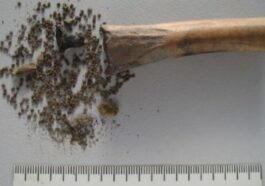 BIAX Consult | L'osso rinvenuto dagli archeologi in una foto dallo studio