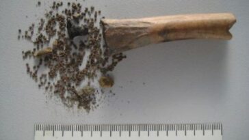 Retrouvé aux Pays-Bas : un os rempli de graines hallucinogènes qui remonte à l'Empire romain 25 BIAX Consult | L'osso rinvenuto dagli archeologi in una foto dallo studio