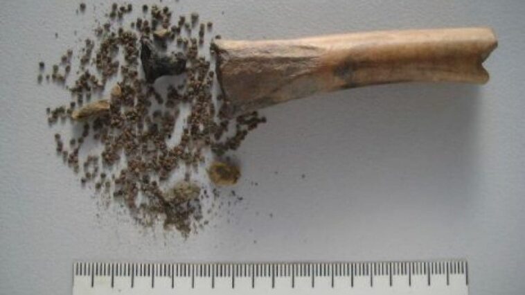 Retrouvé aux Pays-Bas : un os rempli de graines hallucinogènes qui remonte à l'Empire romain 1 BIAX Consult | L'osso rinvenuto dagli archeologi in una foto dallo studio