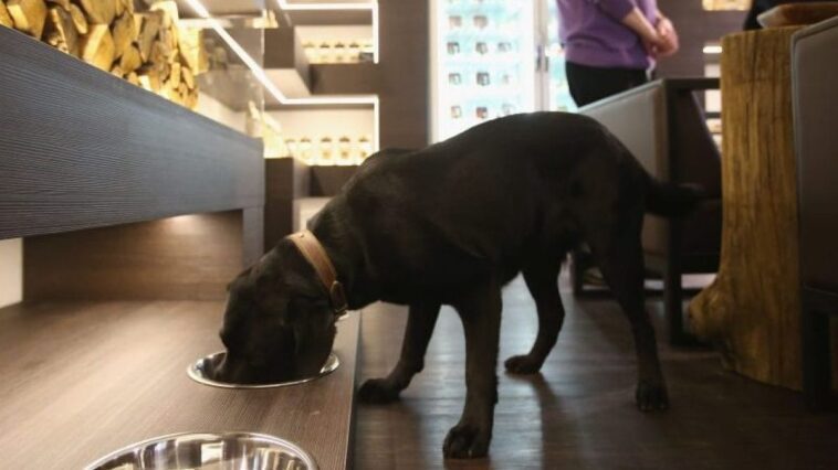 Si votre chien est toujours à la recherche de nourriture, il pourrait avoir la mutation du gène POMC : qu'est-ce que c'est et que faire 1 Image