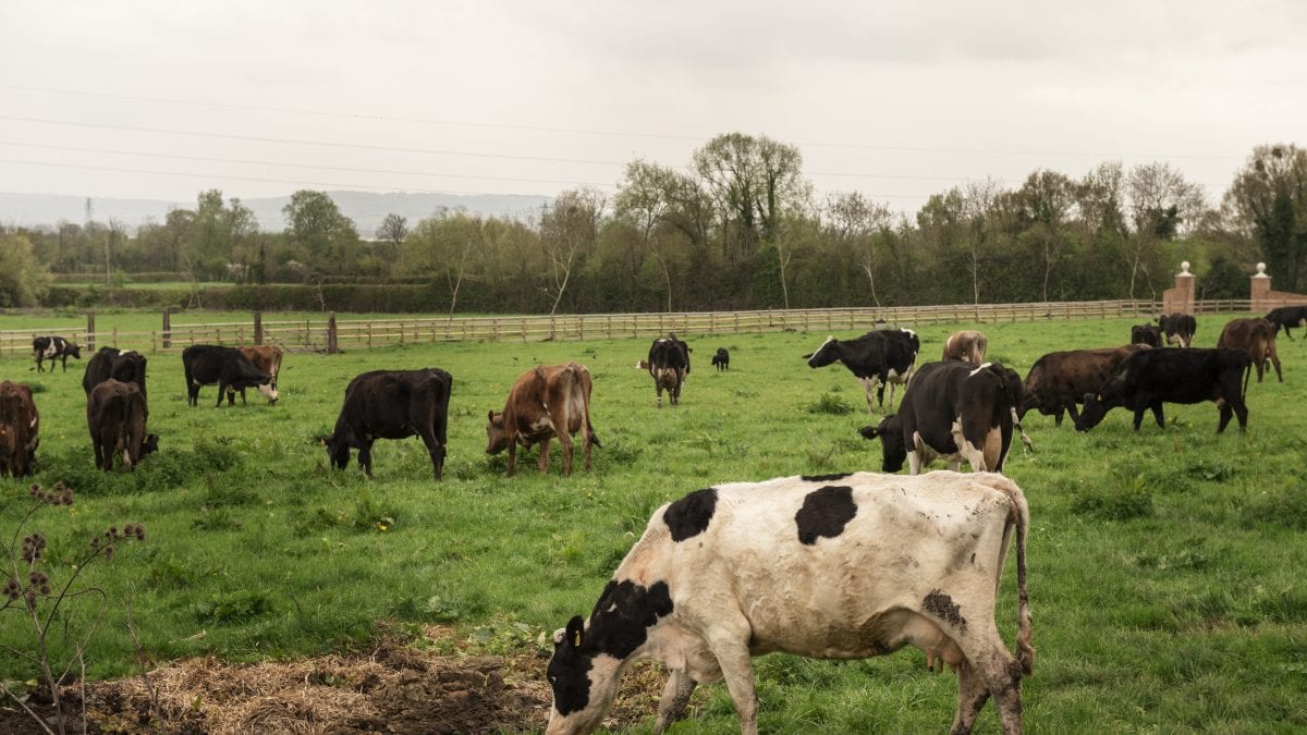 Trouvé le virus de la grippe aviaire chez les vaches: c'est la première fois que cela arrive 2 Image