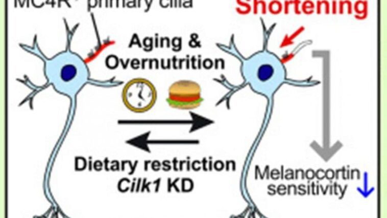 Un changement de forme dans les cellules du cerveau nous fait grossir : pour la première fois, on voit ce qui se passe 1 Un changement de forme de certaines cellules du cerveau (un groupe de neurones de l'hypothalamus) rend les individus plus susceptibles de devenir obèses avec l'âge / Crédit : Manami Oya et al., Cell Metabolism 2024.