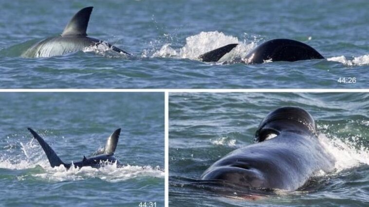 Une orque tue un grand requin blanc en moins de deux minutes : les images exceptionnelles de l'attaque 1 Une orque attaque et tue un grand requin blanc, se nourrissant de son foie. Crédit : Christiaan Stopforth, Drone Fanatics SA