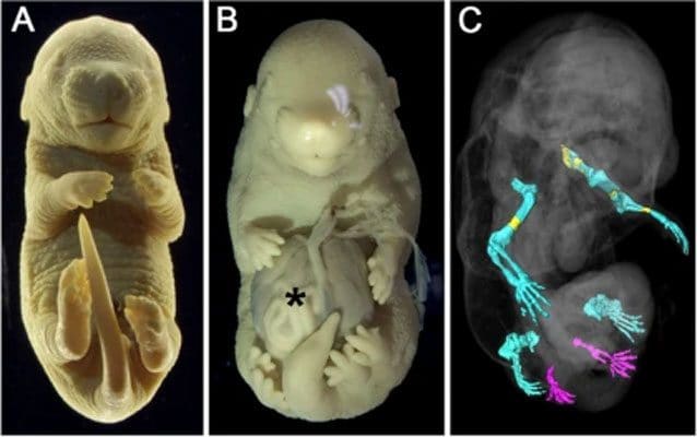 Un normale embrione di topo (A) con quattro zampe. In B e C, un embrione di topo in cui il gene Tgfbr1 è stato inattivato a metà dello sviluppo: ha sei zampe (due posteriori in più, a scapito dei genitali) e molti dei suoi organi interni che sporgono dall'addome / Credit: Anastasiia Lozovska et al., Nature Comunications