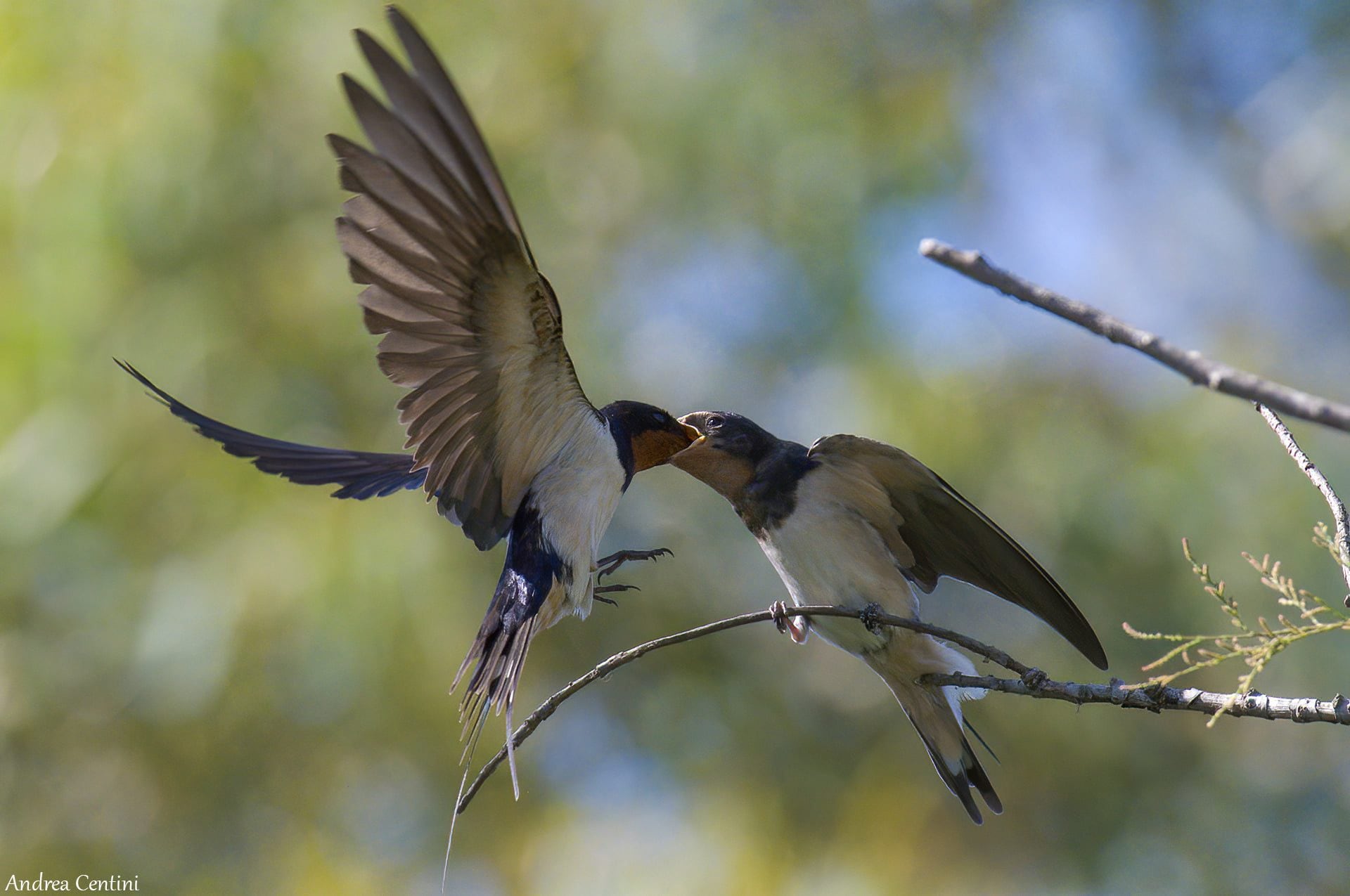 Comment reconnaître les hirondelles et pourquoi les oiseaux blancs et noirs que vous voyez dans le ciel n'en sont pas 3 Rondine comune. Credit: Andrea Centini