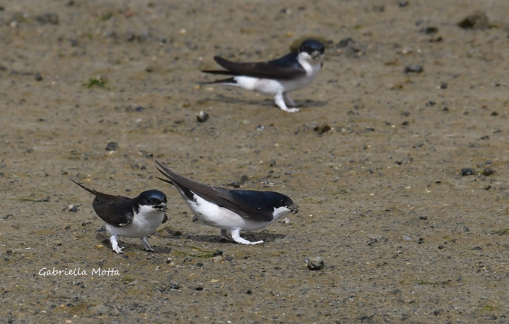 Comment reconnaître les hirondelles et pourquoi les oiseaux blancs et noirs que vous voyez dans le ciel n'en sont pas 4 Balestrucci raccolgono il fango per costruire il nido. Credit: Gabriella Motta