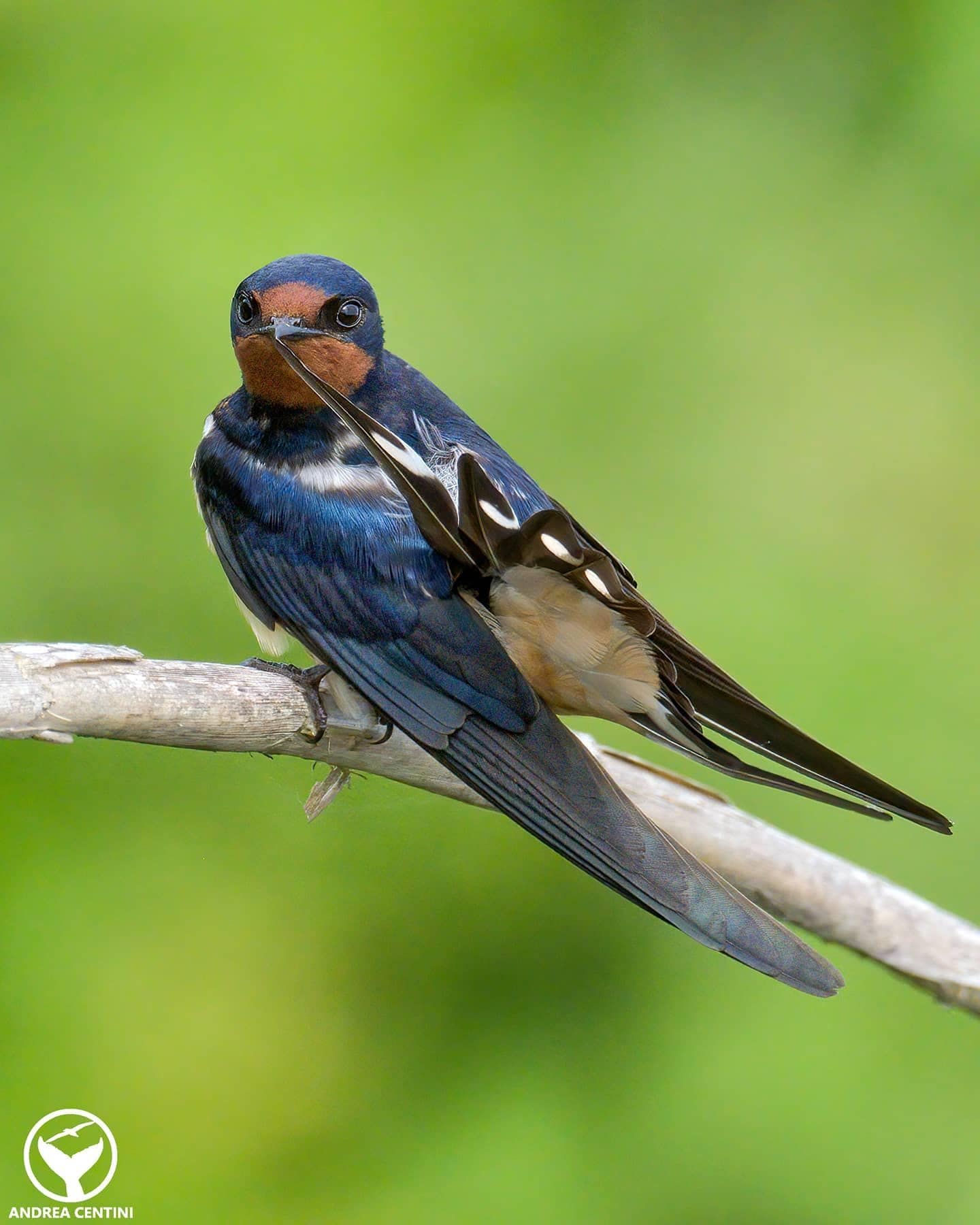 Comment reconnaître les hirondelles et pourquoi les oiseaux blancs et noirs que vous voyez dans le ciel n'en sont pas 5 Rondine comune. Credit: Andrea Centini