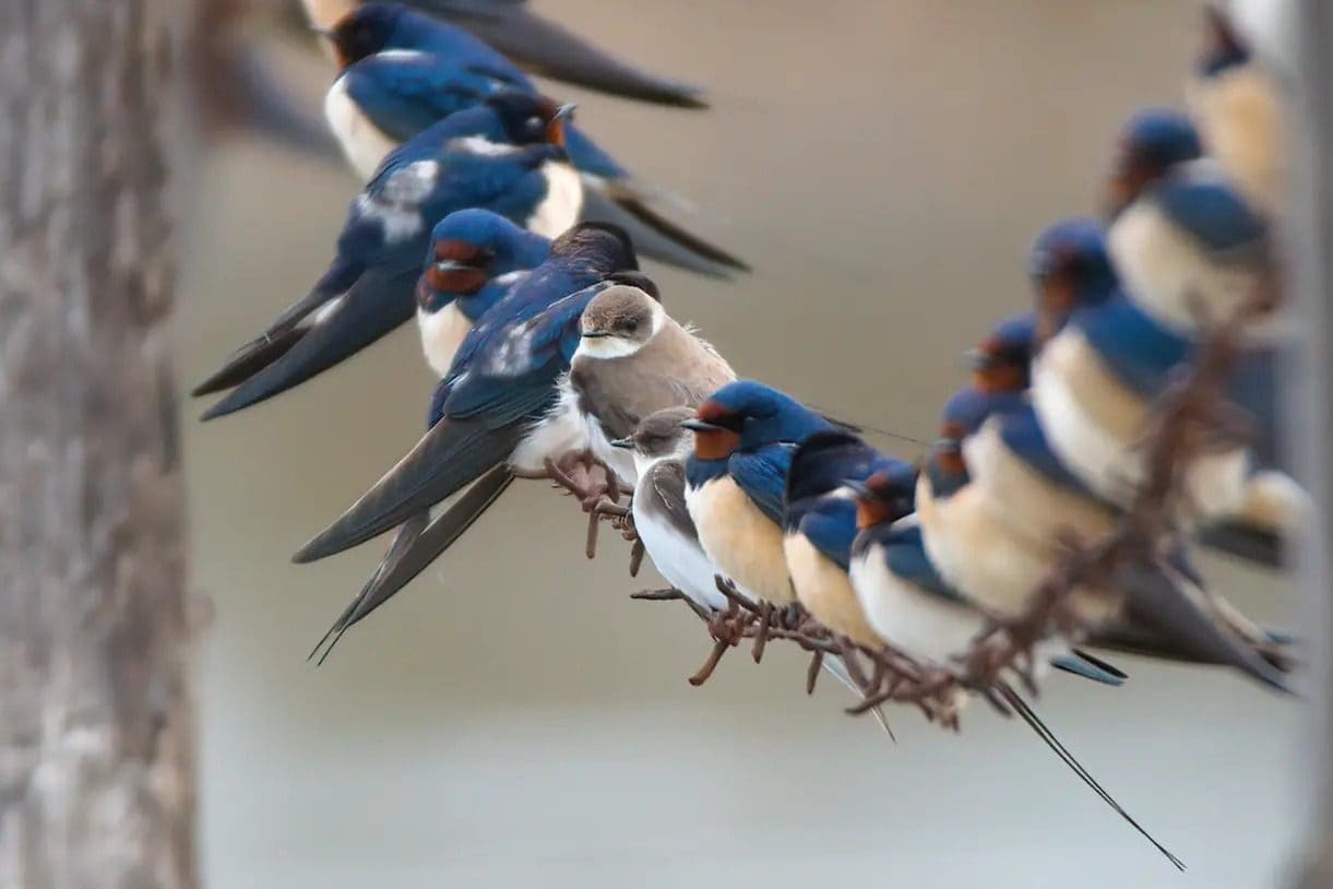 Comment reconnaître les hirondelles et pourquoi les oiseaux blancs et noirs que vous voyez dans le ciel n'en sont pas 6 Due topini circondati da rondini comuni. Credit: Andrea Centini