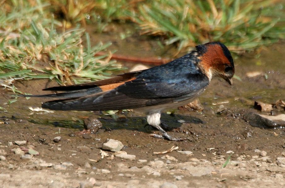 Comment reconnaître les hirondelles et pourquoi les oiseaux blancs et noirs que vous voyez dans le ciel n'en sont pas 8 Rondine rossiccia. Credit: J.M.Garg / wikipedia