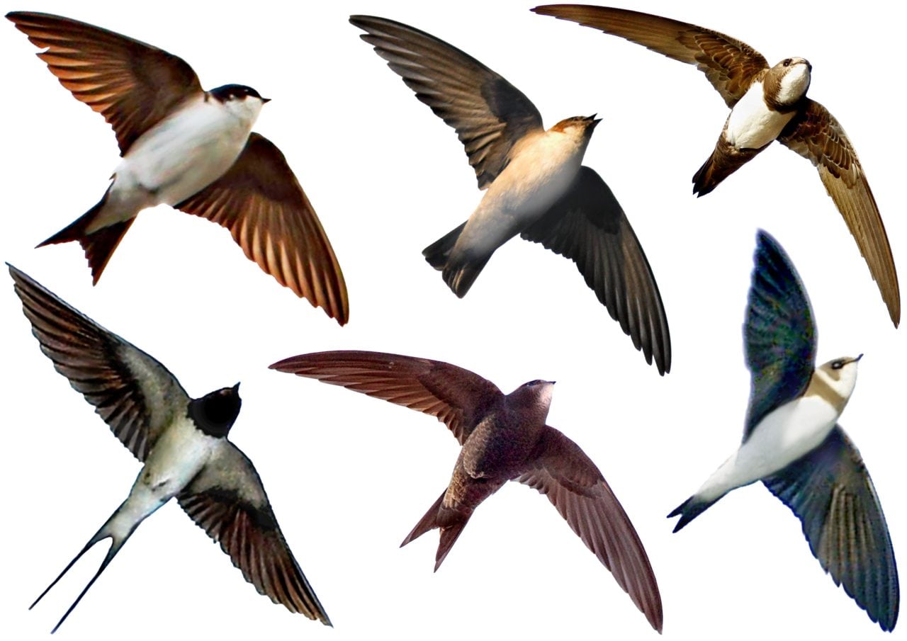 Comment reconnaître les hirondelles et pourquoi les oiseaux blancs et noirs que vous voyez dans le ciel n'en sont pas 9 Irundinidi e Apodidi. Credit: Wikipedia