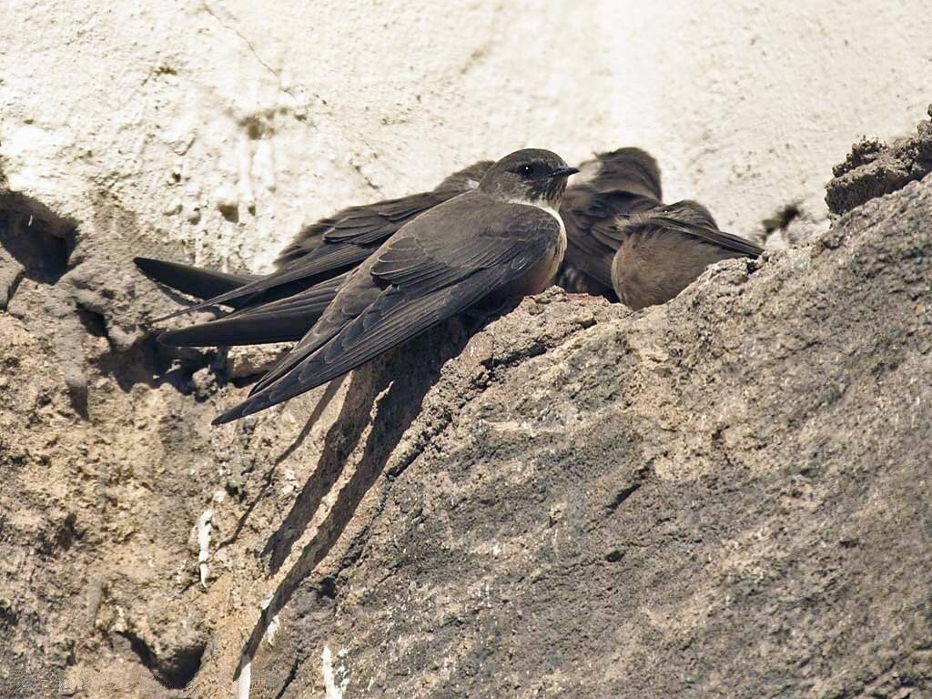 Comment reconnaître les hirondelles et pourquoi les oiseaux blancs et noirs que vous voyez dans le ciel n'en sont pas 7 Rondini montane. Credit: Martien Brand / wikipedia