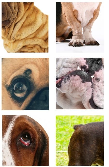Comment choisir un chien de compagnie : les 10 caractéristiques à éviter selon les experts 6 Alcune delle caratteristiche da evitare. Credit: ICECDogs