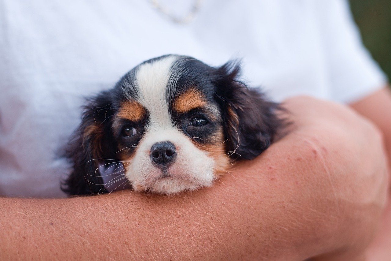 Comment choisir un chien de compagnie : les 10 caractéristiques à éviter selon les experts 5 Cavalier