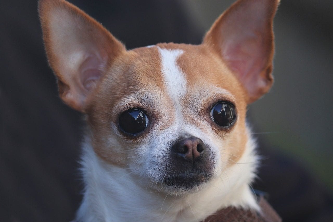 Comment choisir un chien de compagnie : les 10 caractéristiques à éviter selon les experts 3 Chihuahua