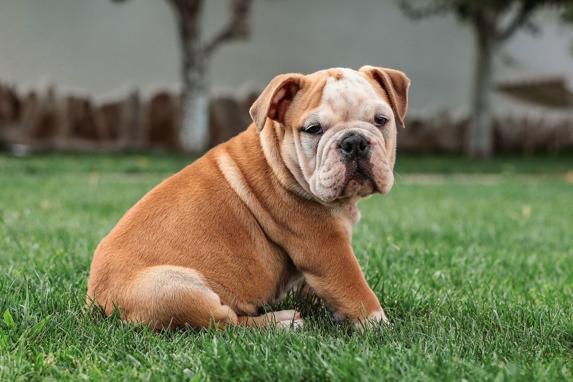 Comment choisir un chien de compagnie : les 10 caractéristiques à éviter selon les experts 4 Bulldog