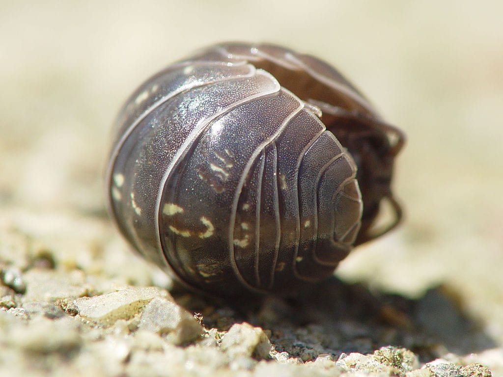 Non, le cochon de terre que tu as sous le pot n'est pas un insecte : c'est un crustacé 3 Crédit: Wikipedia