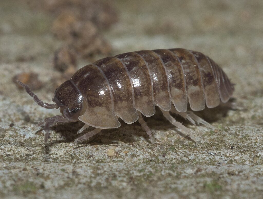 Non, le cochon de terre que tu as sous le pot n'est pas un insecte : c'est un crustacé 4 Crédit: Wikipedia