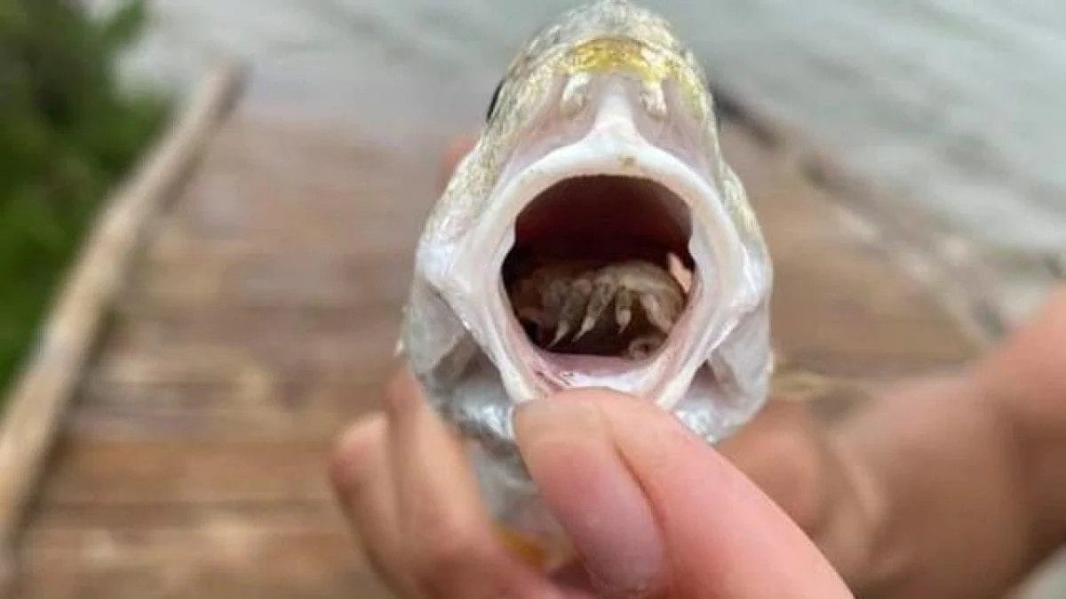 Non, le cochon de terre que tu as sous le pot n'est pas un insecte : c'est un crustacé 5 Crédit: Galveston Island State Park – Texas Parks and Wildlife/Facebook