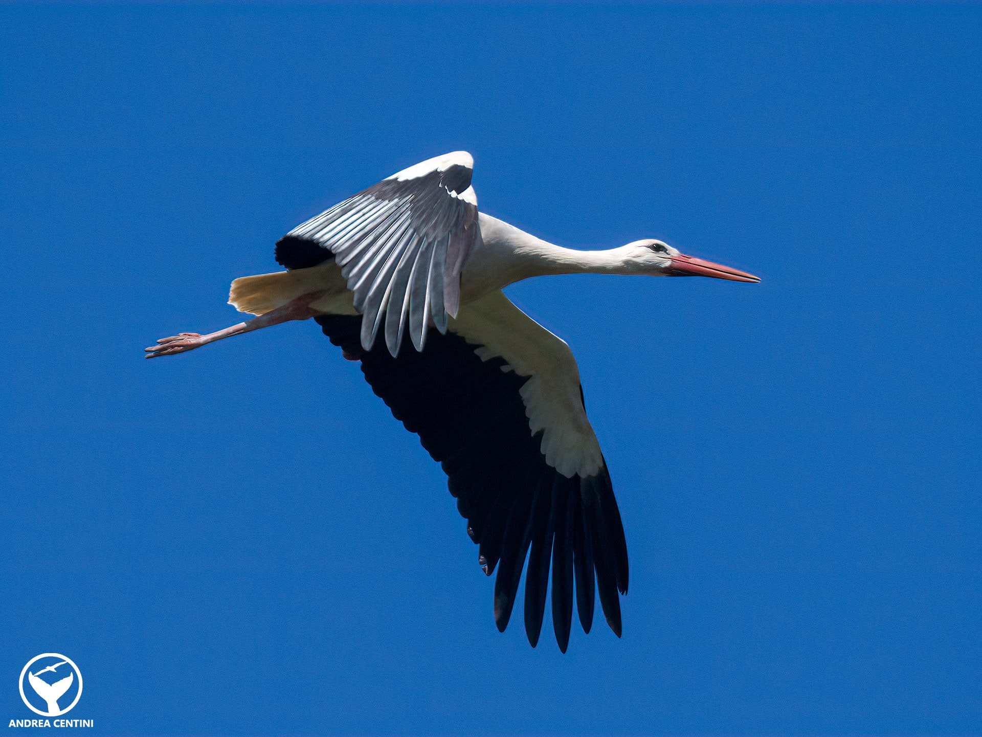 Magnifique cigogne blanche aperçue au parc du Circeo : les images de cette rare rencontre 3 Cicogna bianca. Crédit : Andrea Centini