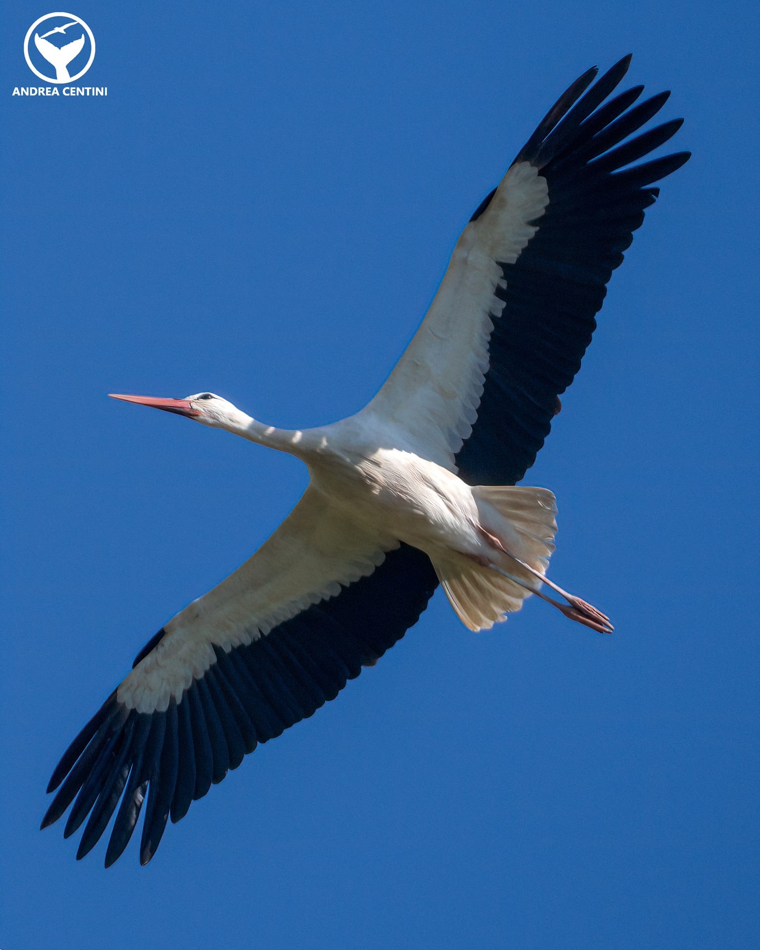 Magnifique cigogne blanche aperçue au parc du Circeo : les images de cette rare rencontre 4 L'enorme apertura alare della cicogna bianca. Credit: Andrea Centini