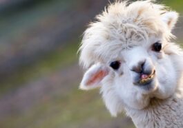 Le Llama 2 LLM de Meta est toujours sujet aux hallucinations et à d'autres failles de sécurité graves 11 Meta