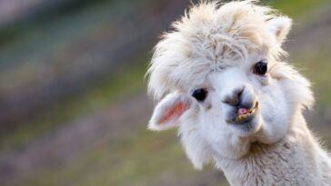 Le Llama 2 LLM de Meta est toujours sujet aux hallucinations et à d'autres failles de sécurité graves 21 Meta