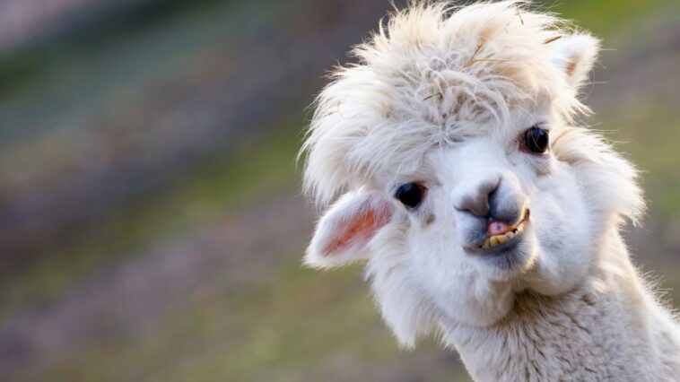 Le Llama 2 LLM de Meta est toujours sujet aux hallucinations et à d'autres failles de sécurité graves 1 Meta