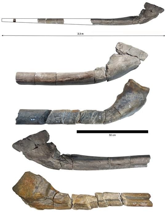 Une fillette de 11 ans découvre le fossile d'un reptile marin immense, le plus grand connu de la science 4 Les os surangulaires des deux spécimens d'ichthyosaure. Crédit : Dr Dean Lomax