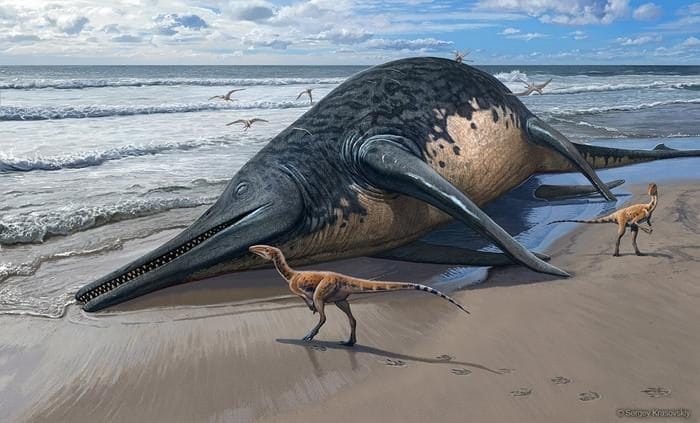 Une fillette de 11 ans découvre le fossile d'un reptile marin immense, le plus grand connu de la science 3 Illustration d'un ichthyosaure échoué de l'espèce Ichthyotitan severnensis. Crédit : Sergey Krasovskiy