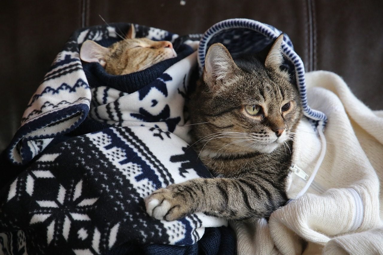 Pourquoi avoir un chat peut doubler le risque de schizophrénie: l'étude 3 Image