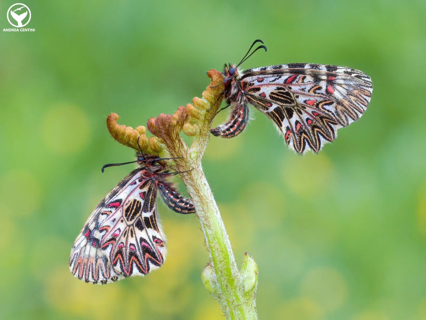 Avec cette "astuce", tu peux augmenter de 93% le nombre de papillons dans ton jardin 3 Zerynthia cassandra. Crédit : Andrea Centini