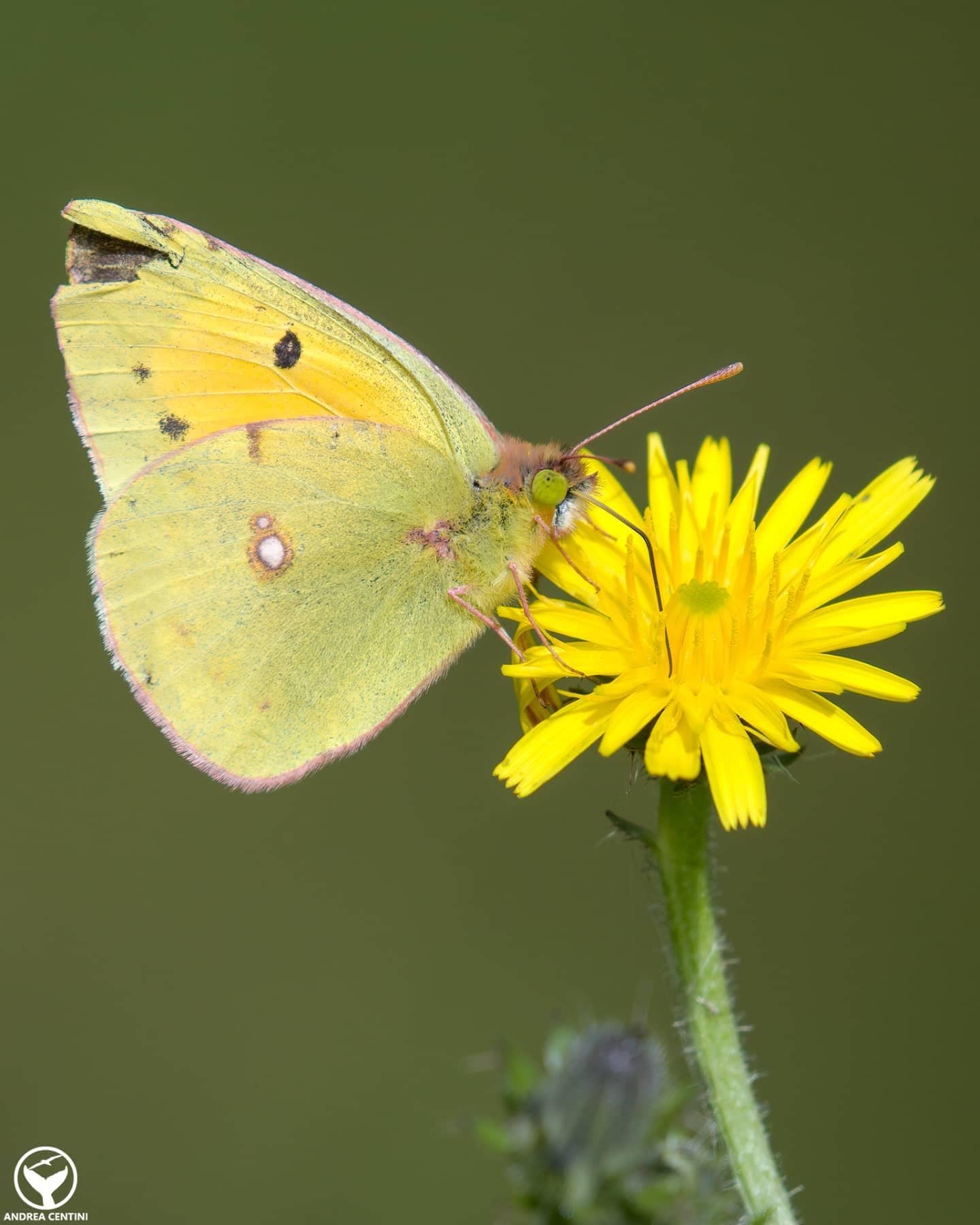 Avec cette "astuce", tu peux augmenter de 93% le nombre de papillons dans ton jardin 4 Limoncella. Crédit : Andrea Centini