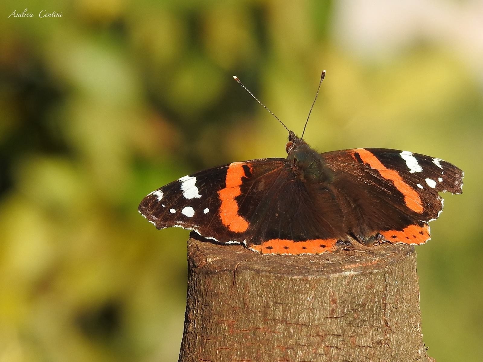 Avec cette "astuce", tu peux augmenter de 93% le nombre de papillons dans ton jardin 5 Vanessa. Crédit : Andrea Centini