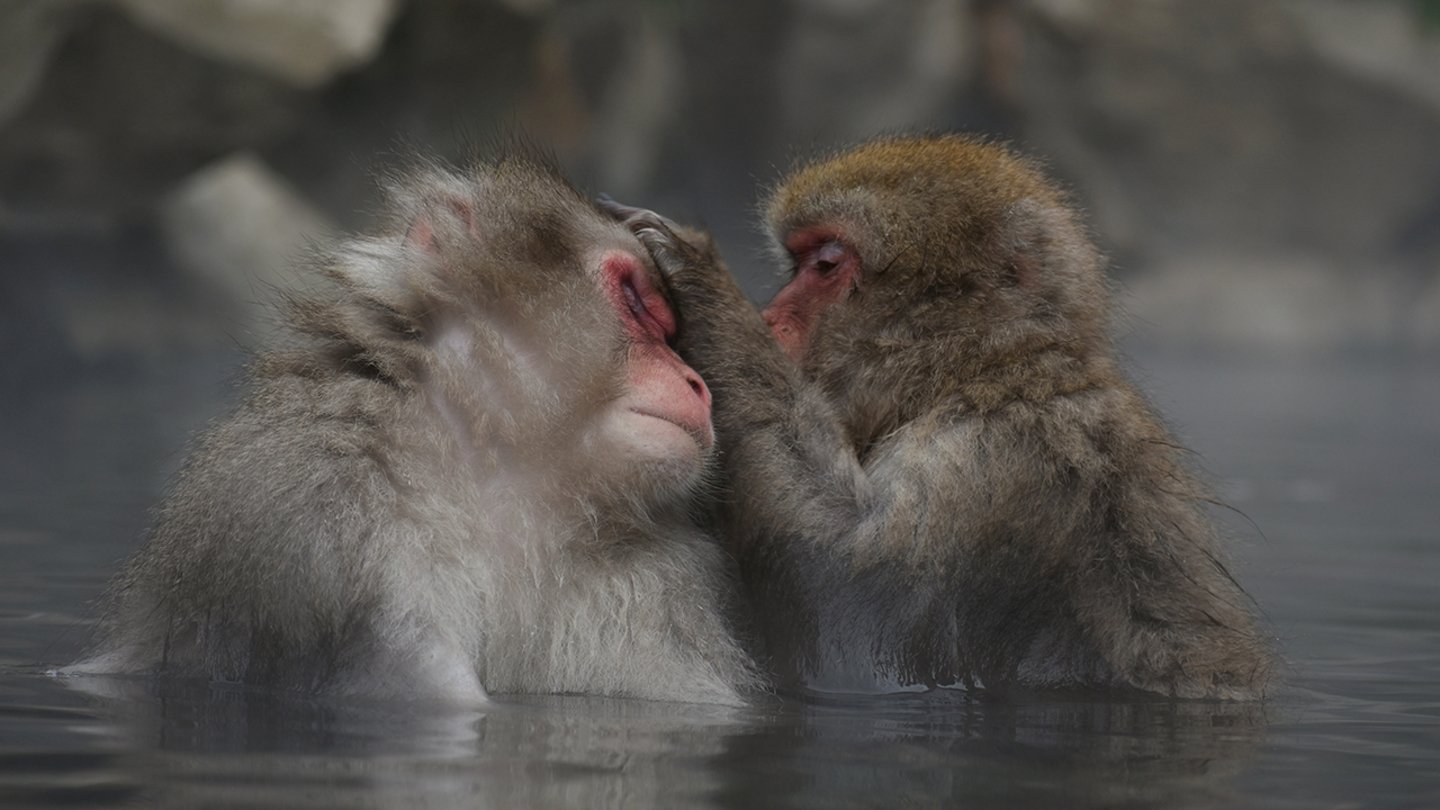 Plus d'animaux que nous ne le pensons pourraient avoir conscience. Une nouvelle étude le suggère.