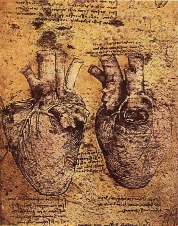 Pourquoi le symbole du cœur est-il si différent de l'organe réel : une étude italienne éclaire sur ses origines 4 Le cœur dessiné par Léonard de Vinci. Crédit : Wikipedia