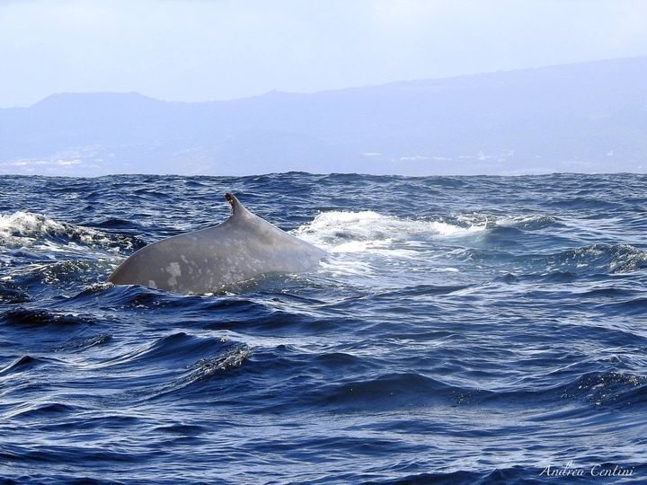Comment les animaux se souviennent-ils de la trajectoire de migration et la connaissent-ils sans l'avoir jamais faite 4 Baleine bleue aux Açores, en migration vers le pôle Nord. Crédit: Andrea Centini