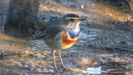 Comment les animaux se souviennent-ils de la trajectoire de migration et la connaissent-ils sans l'avoir jamais faite 6 1714308714 416 Comment les animaux se souviennent ils de la trajectoire de migration
