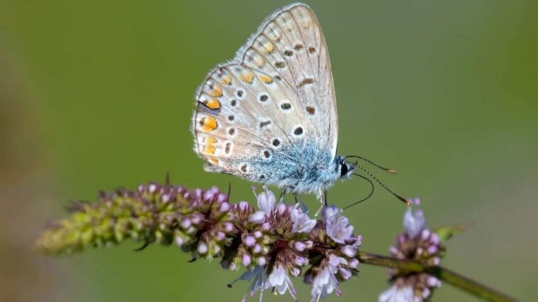 Avec cette "astuce", tu peux augmenter de 93% le nombre de papillons dans ton jardin 1 Argus azzurro. Crédit : Andrea Centini
