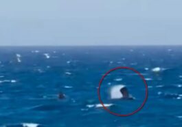 Détail de la nageoire pectorale de la baleine franche observée en Méditerranée. Crédit : Equinac