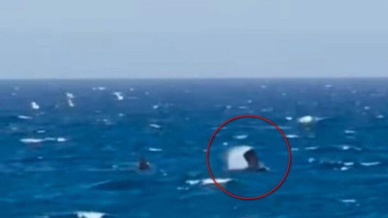 Balène franche très rare en Méditerranée, experts : "Observation historique" 1 Détail de la nageoire pectorale de la baleine franche observée en Méditerranée. Crédit : Equinac