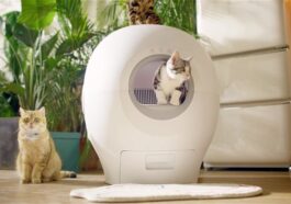 Bienvenue dans le futur : PETGUGU est votre toilette intelligente pour chats